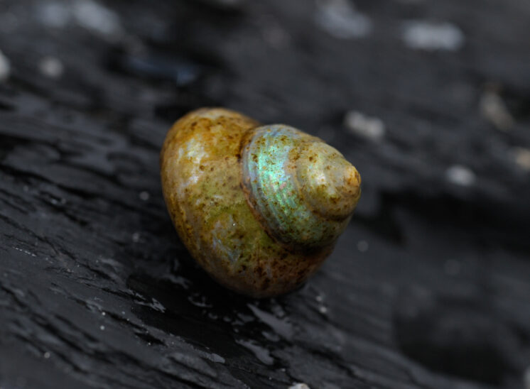 Pearlescent Snail on black rock