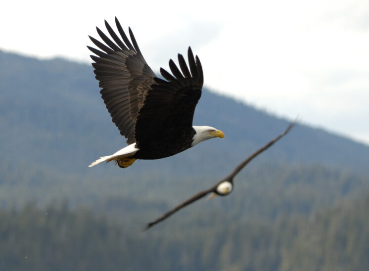 Bald Eagles in flight