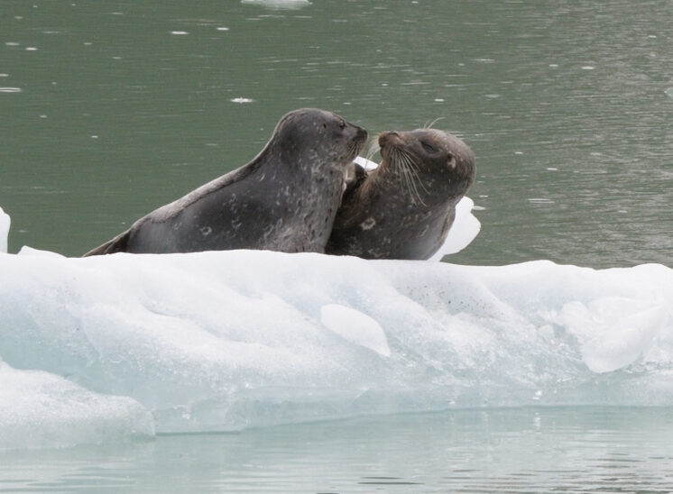 Sealed with a kiss in Tracy Arm, Alaska