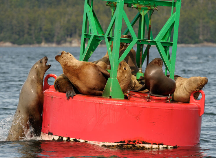 Sea Lion haul-out on buoy