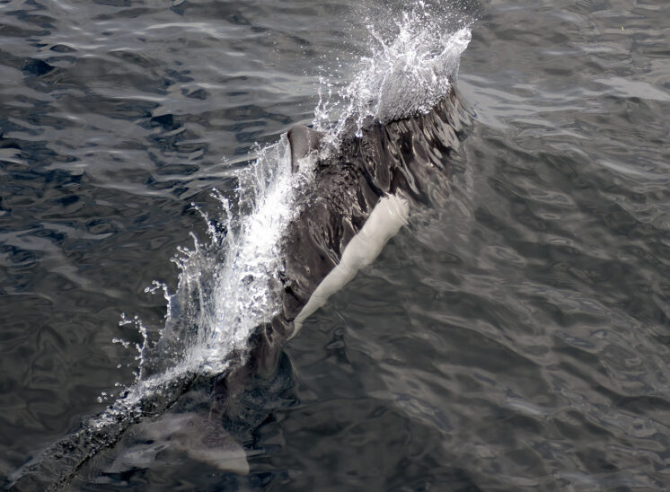 The world's fastest marine mammal, a Dahl's porpoise races through the water in advance of the boat's bow wave. © Jerry and Lois Photography, all rights reserved