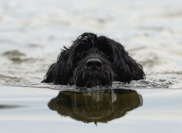 A Portuguese Water Dog, Lucy, as she swims through calm reflective water towards shore. This photo was sent to President and 1st Lady Obama while they were in office and had a PWD as 1st Dog. © Jerry and Lois Photography, all rights reserved