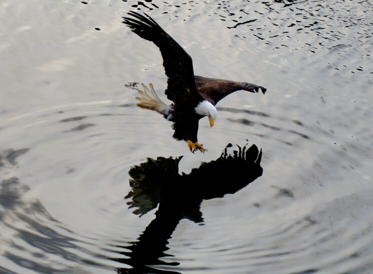 An adult Bald Eagle hunting at dusk, water ripples expanding out from its prey. © Jerry and Lois Photography, all rights reserved