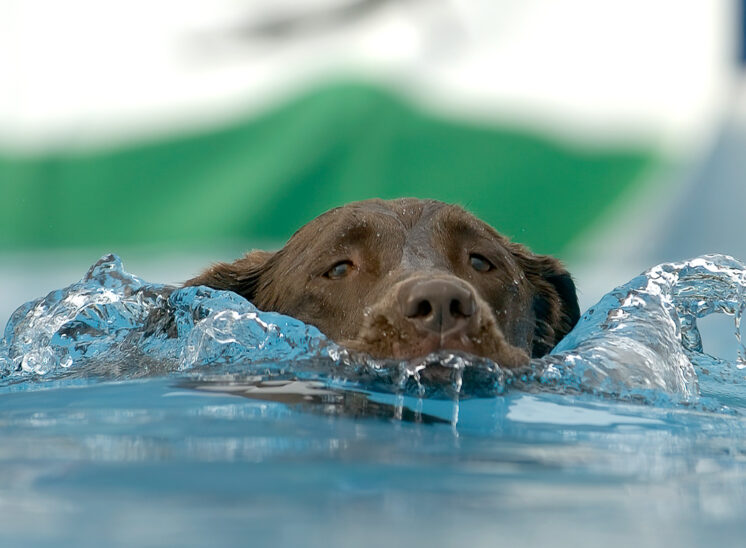 Dock Dogs: a chocolate lab's bow wave. © Jerry and Lois Photography, all rights reserved